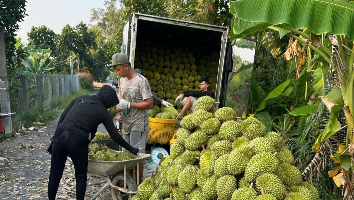 Sầu riêng cận Tết giá rất cao